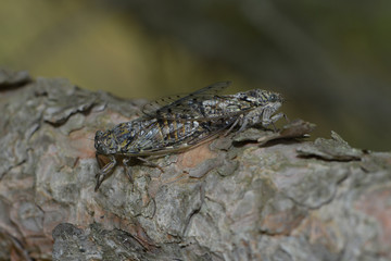 Zwei Cigalen bei der Paarung