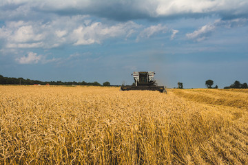 Fototapeta premium Wheat Harvest