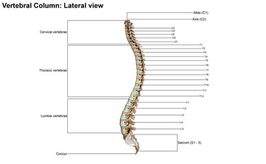 Vertebral Column_Lateral view