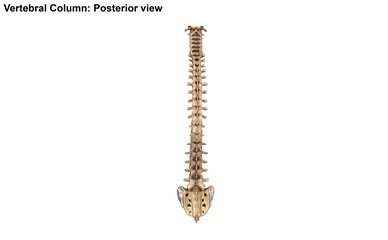 Vertebral Column_Posterior view