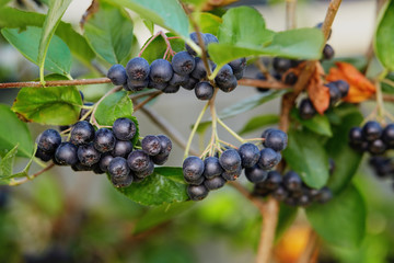 Aronia berries (Chokeberries) growing in the garden.