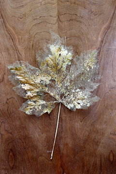 Disintegrating leaf on wood