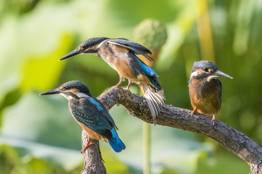 Kingfisher fight