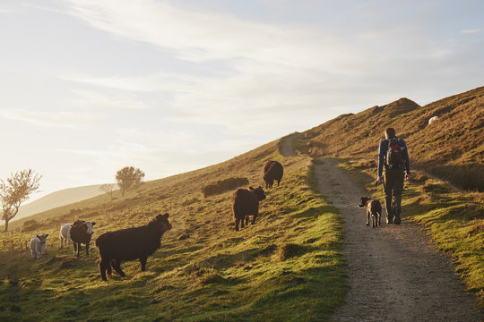 Male walking his dog beside cattle grazing on mountainside. Derbyshire, UK.