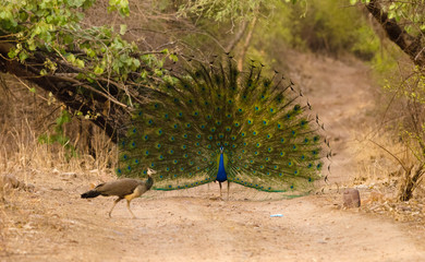 Fototapeta premium Peafowl Dance