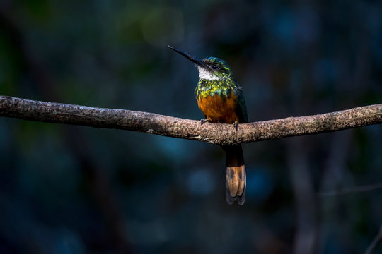 Rufous-tailed Jacamar