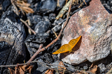butterfly on the ground