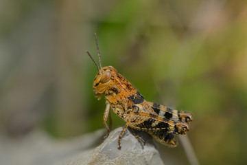 Kleiner Grashüpfer