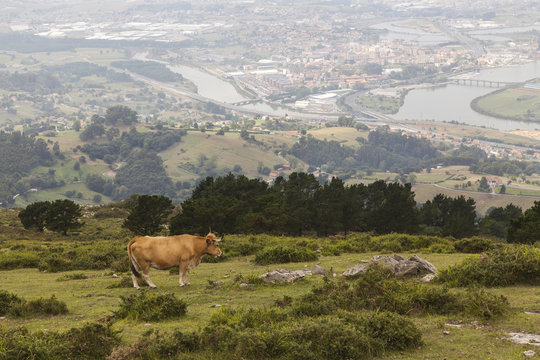 Cow on a hill