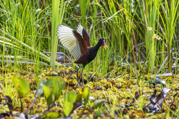 Wattled Jacana