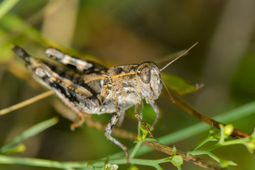 Kleiner Grashüpfer