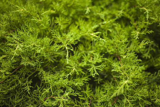 A Coniferous Shrub From Close-up