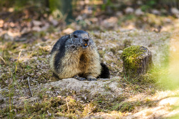 Naklejka na ściany i meble European groundhog named Alps marmot over natural background