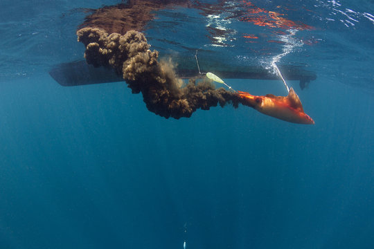 Big diamond squid fighting for its life when caught on hook from the fishing boat