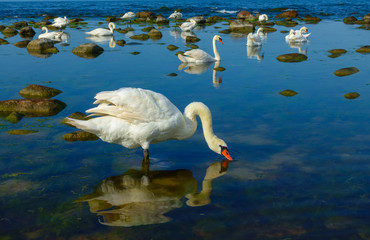 Swans in the sea landscape