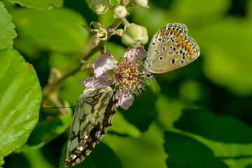 Schachbrettfalter und Bläuling an einer Brombeerblüte © nounours1
