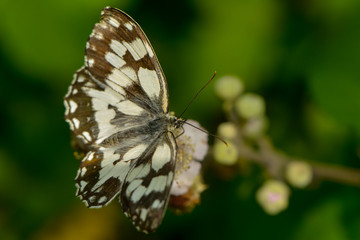 Schachbrettfalter auf einer Brombeerblüte © nounours1