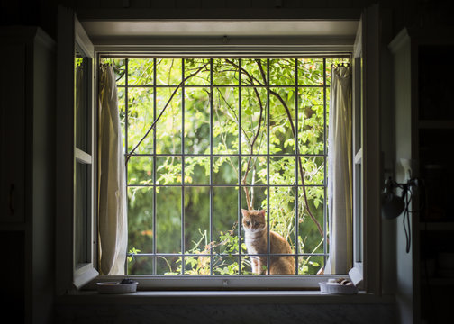 Red cat sits out of window behind closed mosquito net and waits