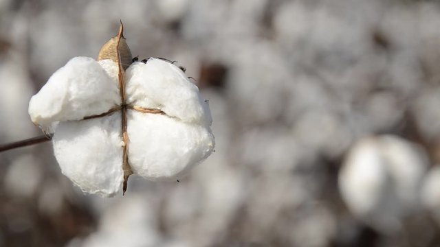 Close up, fresh cotton plant