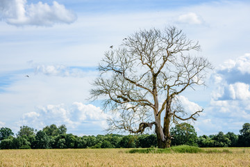 lonely old dry tree against blue sky