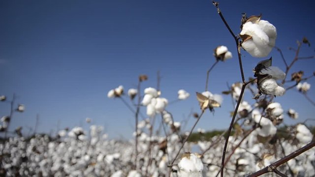 Cotton plant stalks blow in breeze