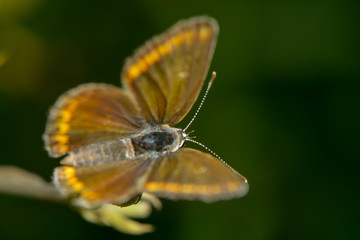 Brauner Bläuling