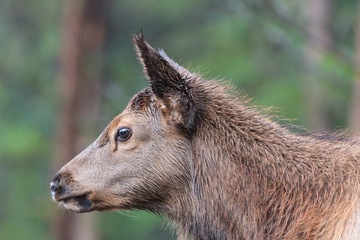 Elk of The Colorado Rocky Mountains