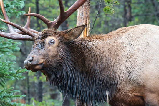 Elk of The Colorado Rocky Mountains