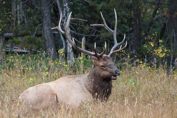 Elk of The Colorado Rocky Mountains