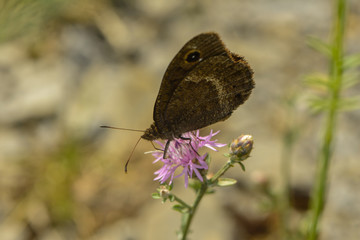 Brauner Bläuling saugt Nektar an einer Blüte © nounours1