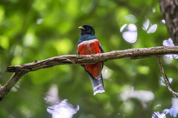 Trogon