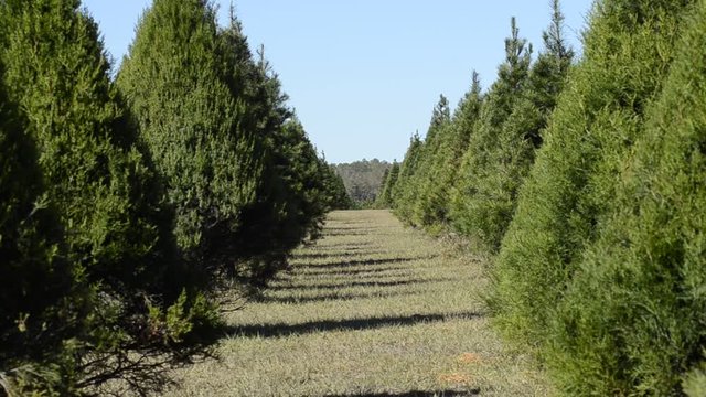 Trees in neat row, evergreen tree farm