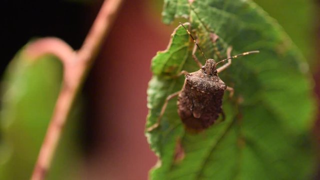 Pentatomidae Stink Cimice bugs Pentat&oacute;midos Shield Schildwantsen bug Chinches 蝽科 boticario Настоящие щитники Soia Baumwanzen Graphosoma video lineatum Tarcz&oacute;wkowate Bọ x&iacute;t سن&zwnj;های بدبو C&iacute;meres