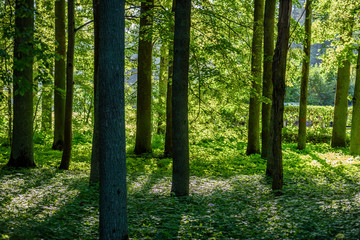 Obraz premium summer forest trees. nature green wood sunlight backgrounds