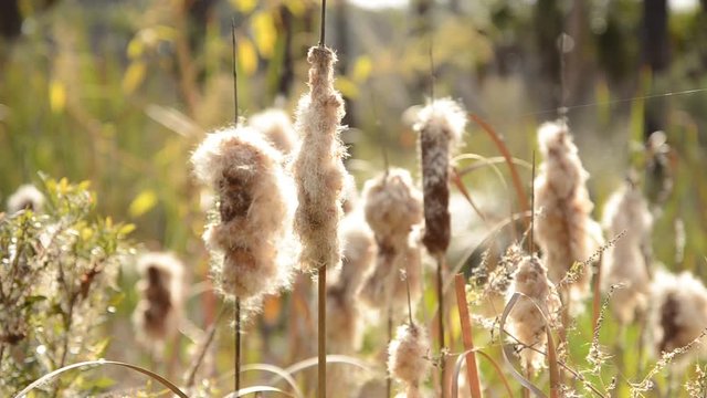 Close up, sun shines on cattails