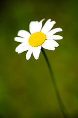 white daisy flowers on green background