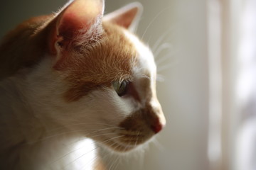 Closeup of orange and white cat's face 