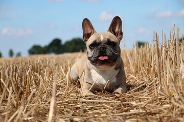 französische bulldogge liegt in einem stoppelfeld