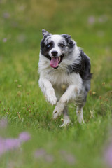 Rennender Border Collie