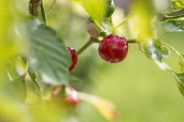 Round red chili pepper growing on plant with green leaves around.