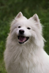 Samoyed dog on green grass