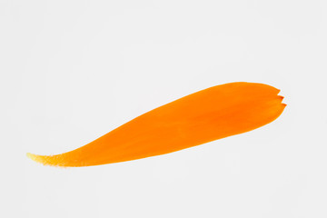 One orange pot marigold petal (Calendula officinalis)