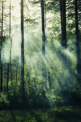 Mystic lighting in a dark forest.