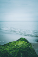 Mit Moos und Algen überzogene Steine am Strand von Rerik Ostsee