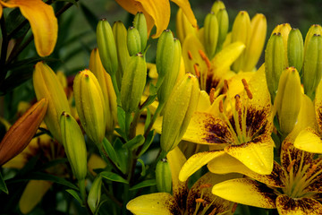 Лилии после дождя 1