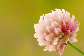 clover flower