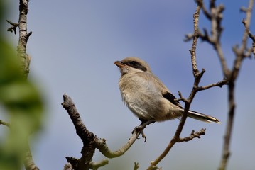 Grey shrike looking attentively from the tree branch