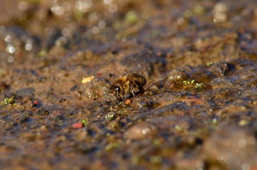 Common bee drinking water on the wet soil