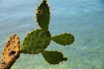 Opuntia cactus near Adriatic sea , Croatia