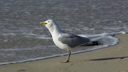 Möwe verschlingt einen Seestern am Strand von Sylt